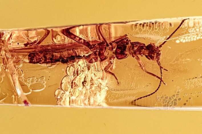 Detailed Fossil Stonefly (Plecoptera) In Baltic Amber #278858